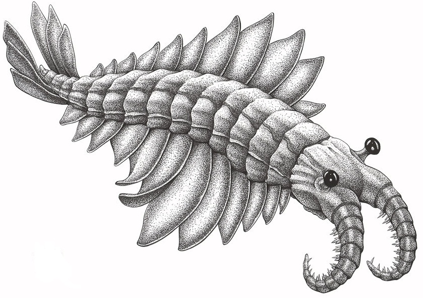 Anomalocaris_by_aaronjohngregory-d5k7bu1