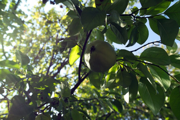 マルメロの陽光 特定研究員 ナポリたん