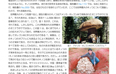 きのこ検定 公式テキスト